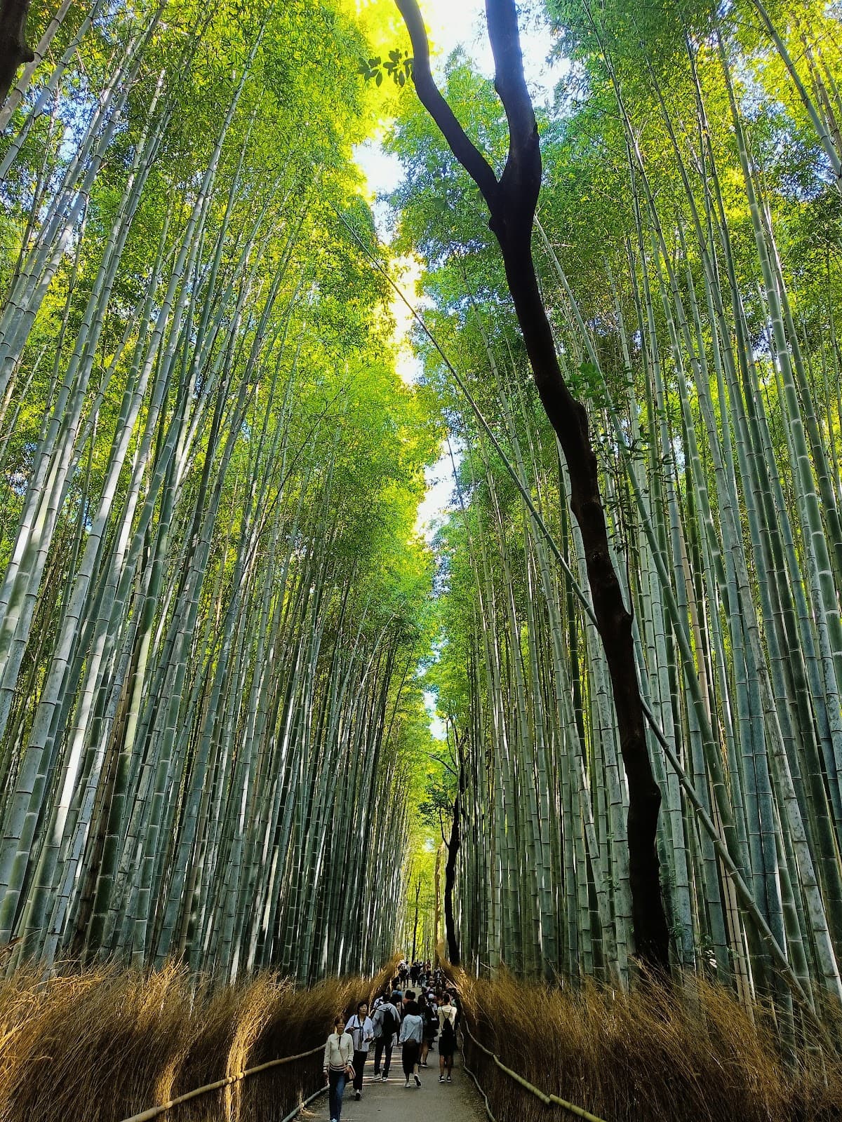 Arashiyama Bamboo Grove Private Walk