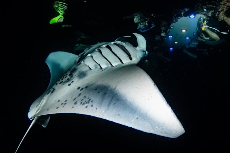 Big Island Manta Ray Night Snorkel
