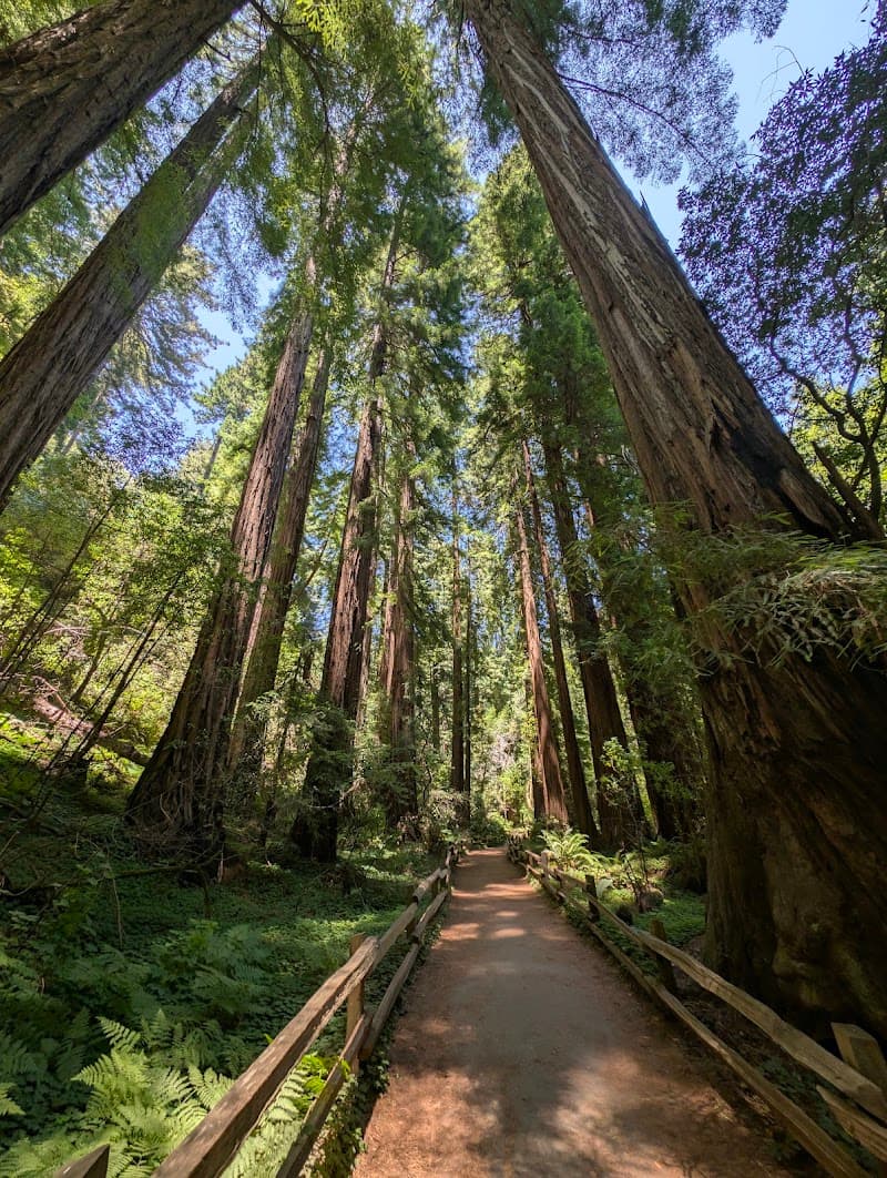 Day Trip to Muir Woods National Monument