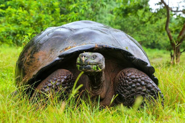 Galápagos