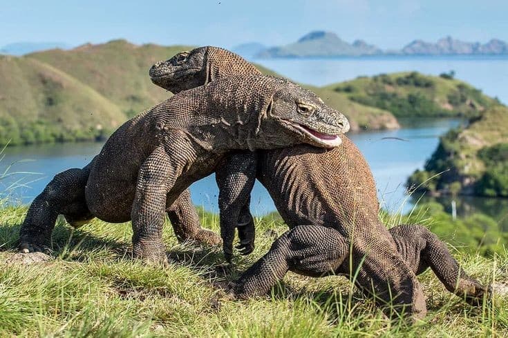 Komodo Islands