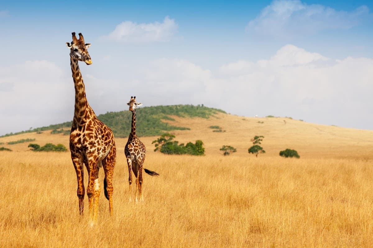 Masai Mara