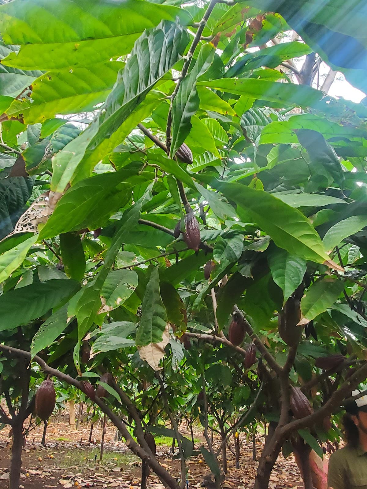 Maui Ku'ia Estate Cacao Farm Tour