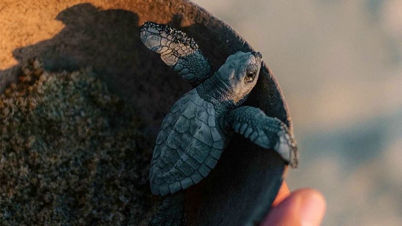 Private Turtle Release Experience
