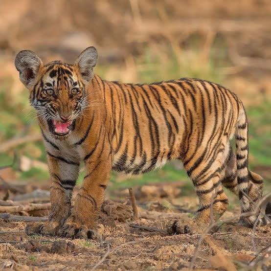 Ranthambore National Park