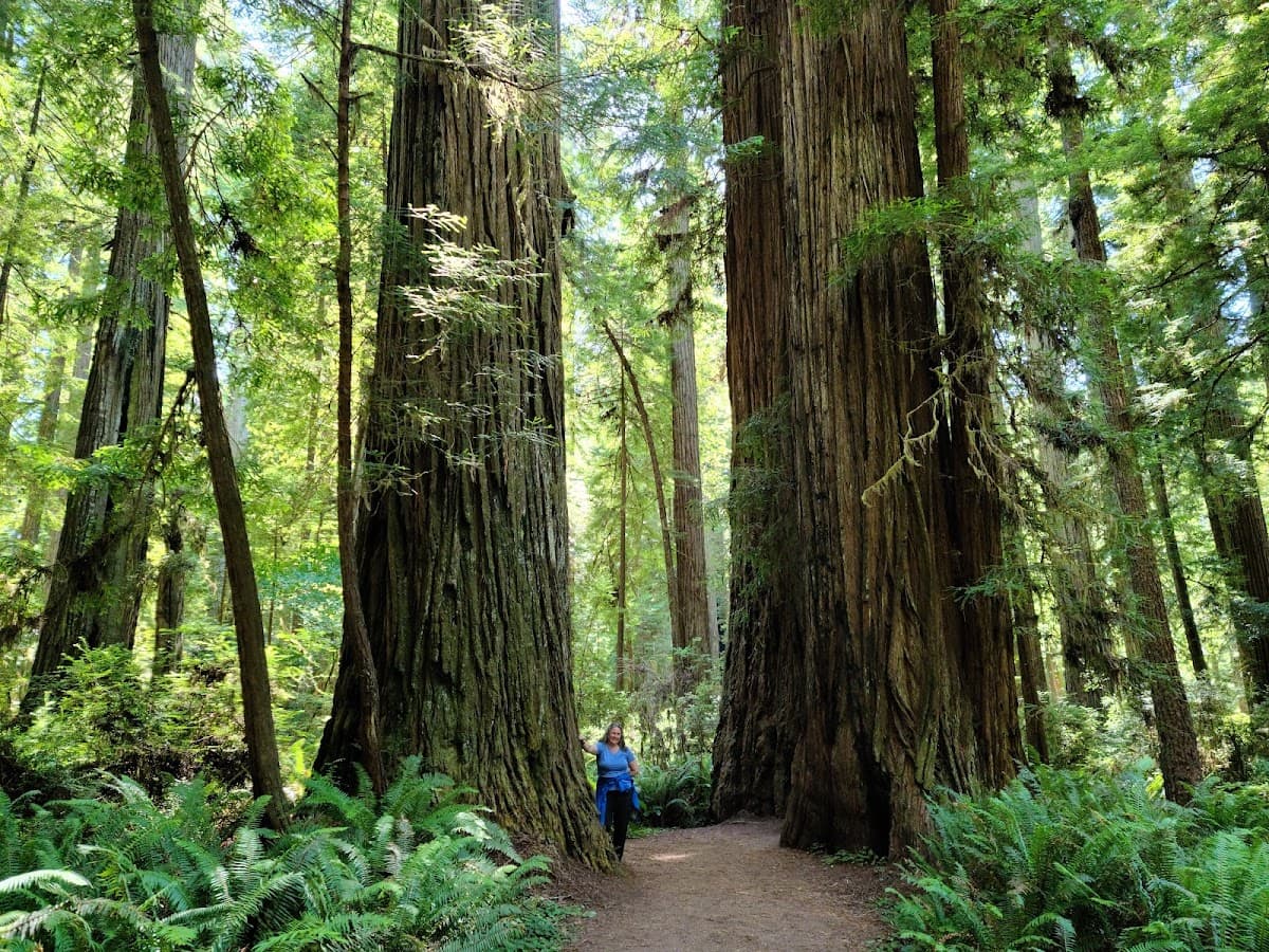 Redwood National Park