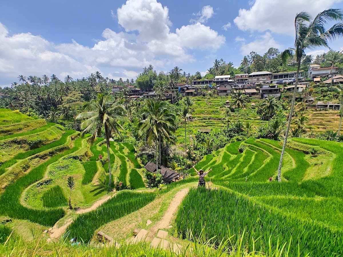 Tegallalang Rice Terraces