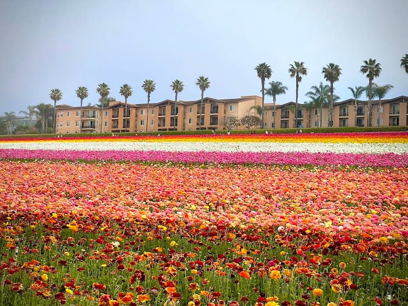 The Flower Fields at Carlsbad Ranch