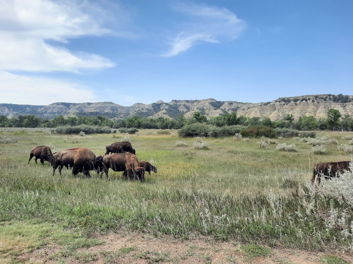Theodore Roosevelt National Park