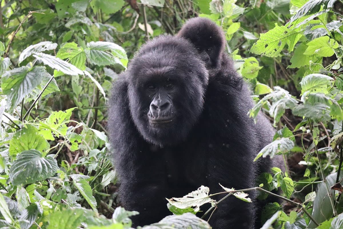 Virunga National Park