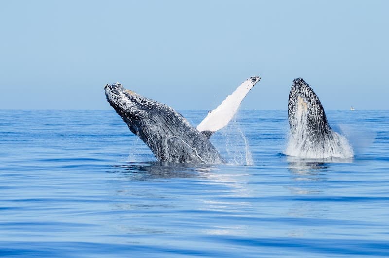 Whale Watching Tour