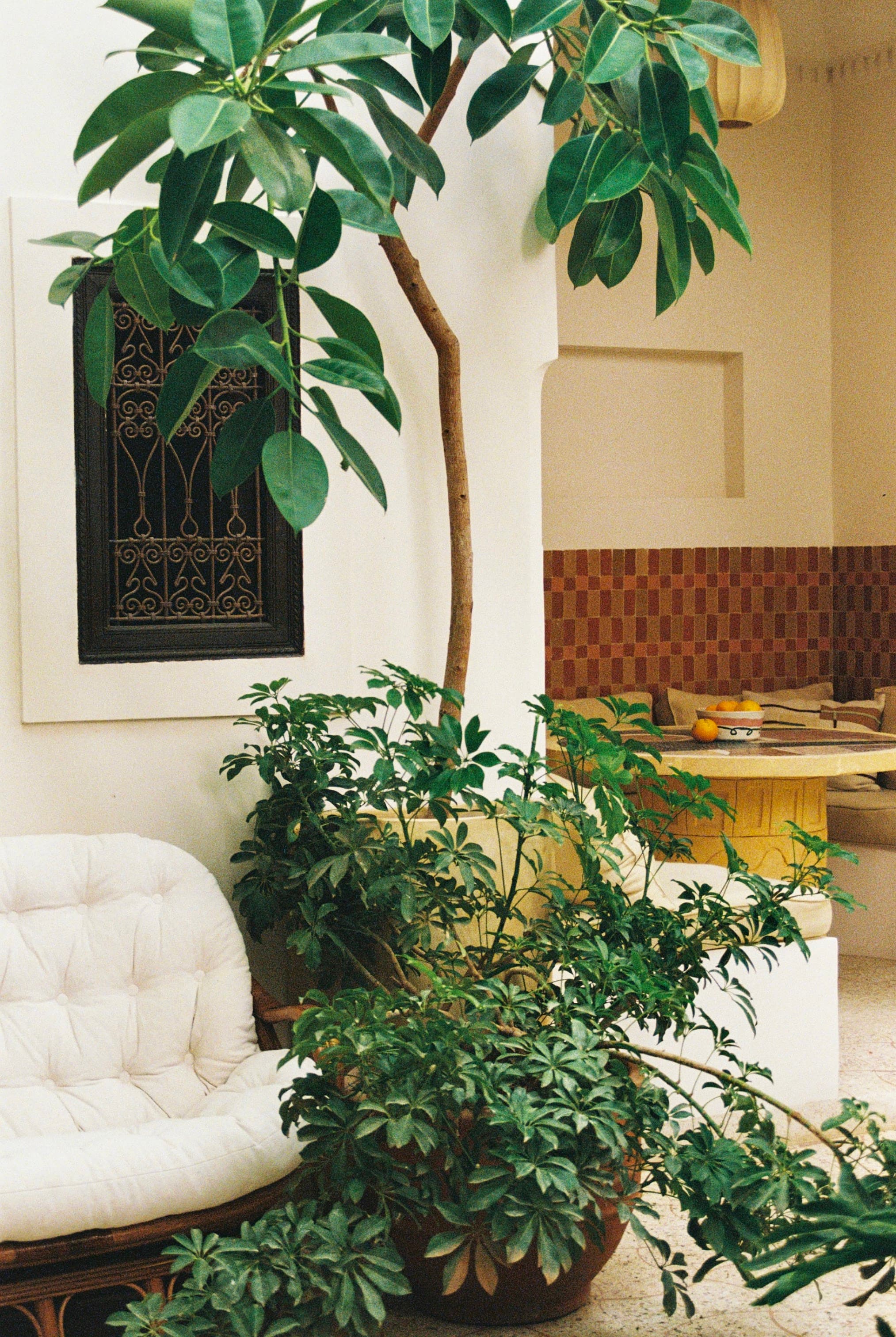 Jacaranda