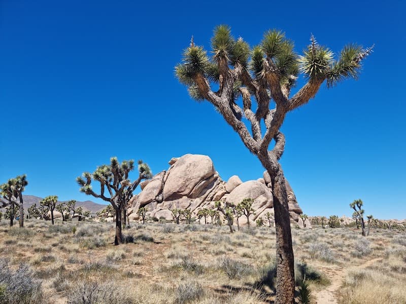 29 Palms Visitor Center Exhibit