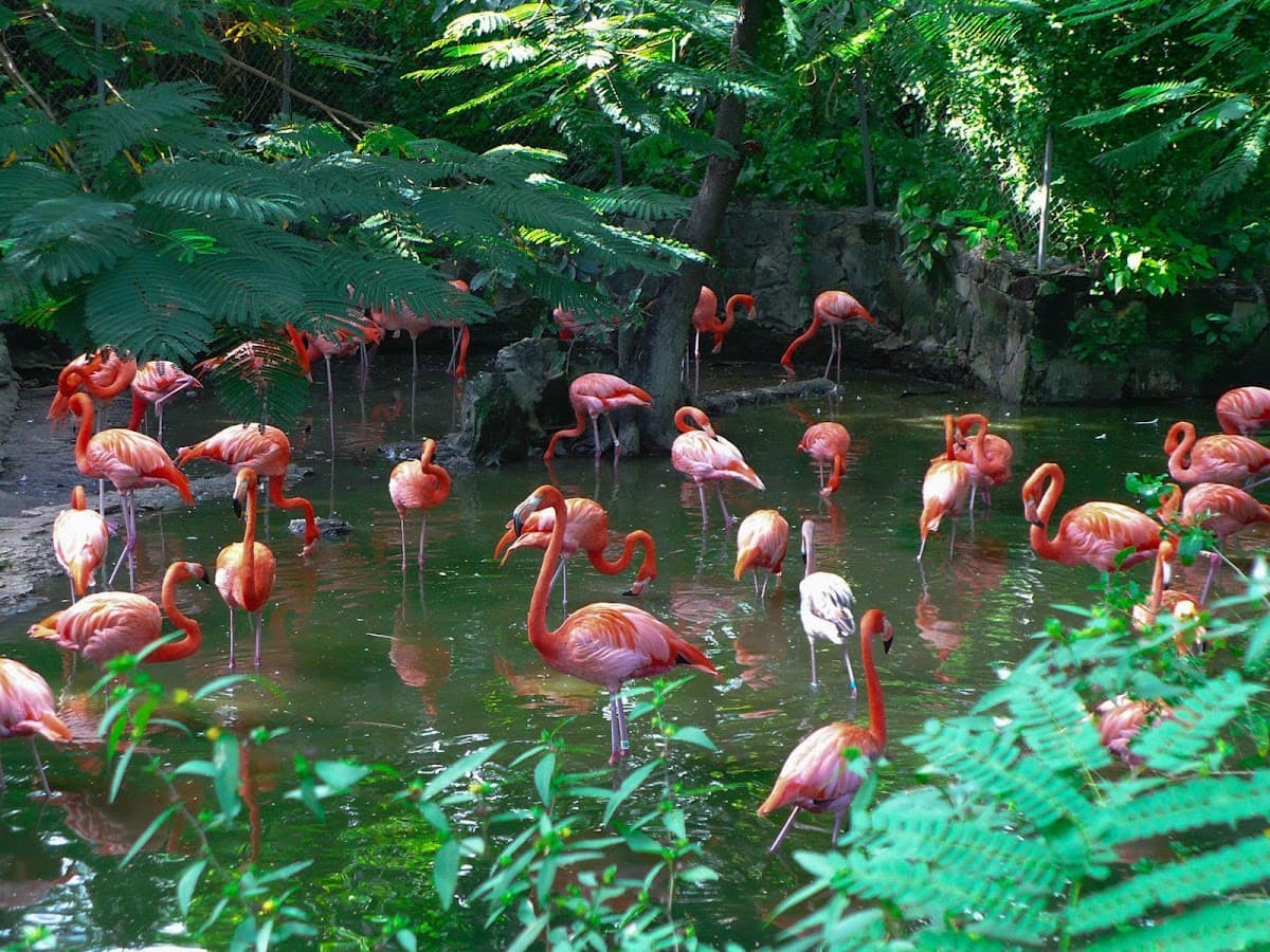 Ardastra Gardens and Zoo
