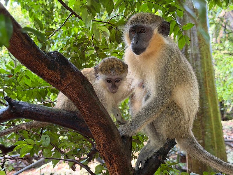 Barbados Wildlife Reserve & Hike