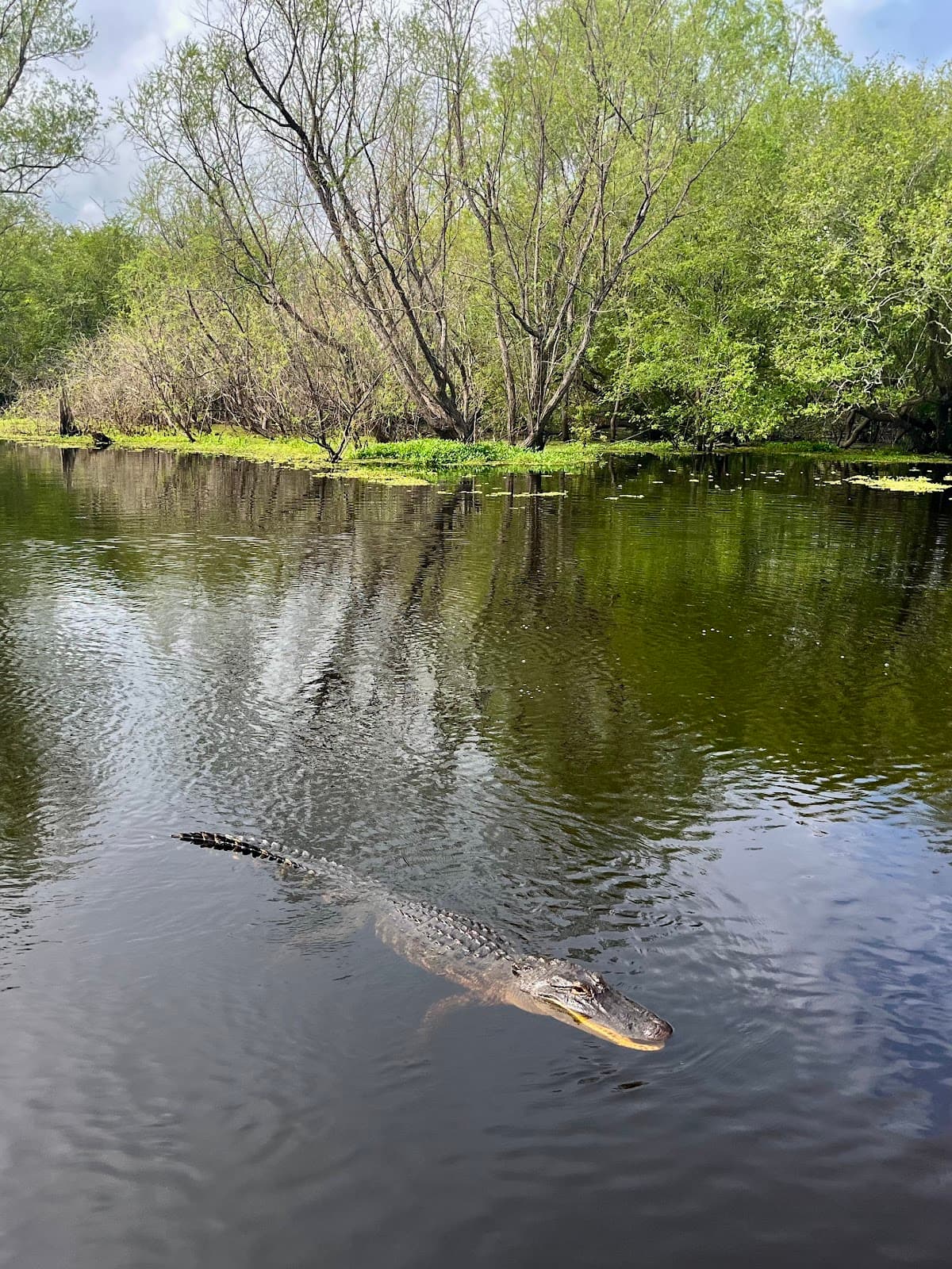 Bayou Airboat Swamp Tour