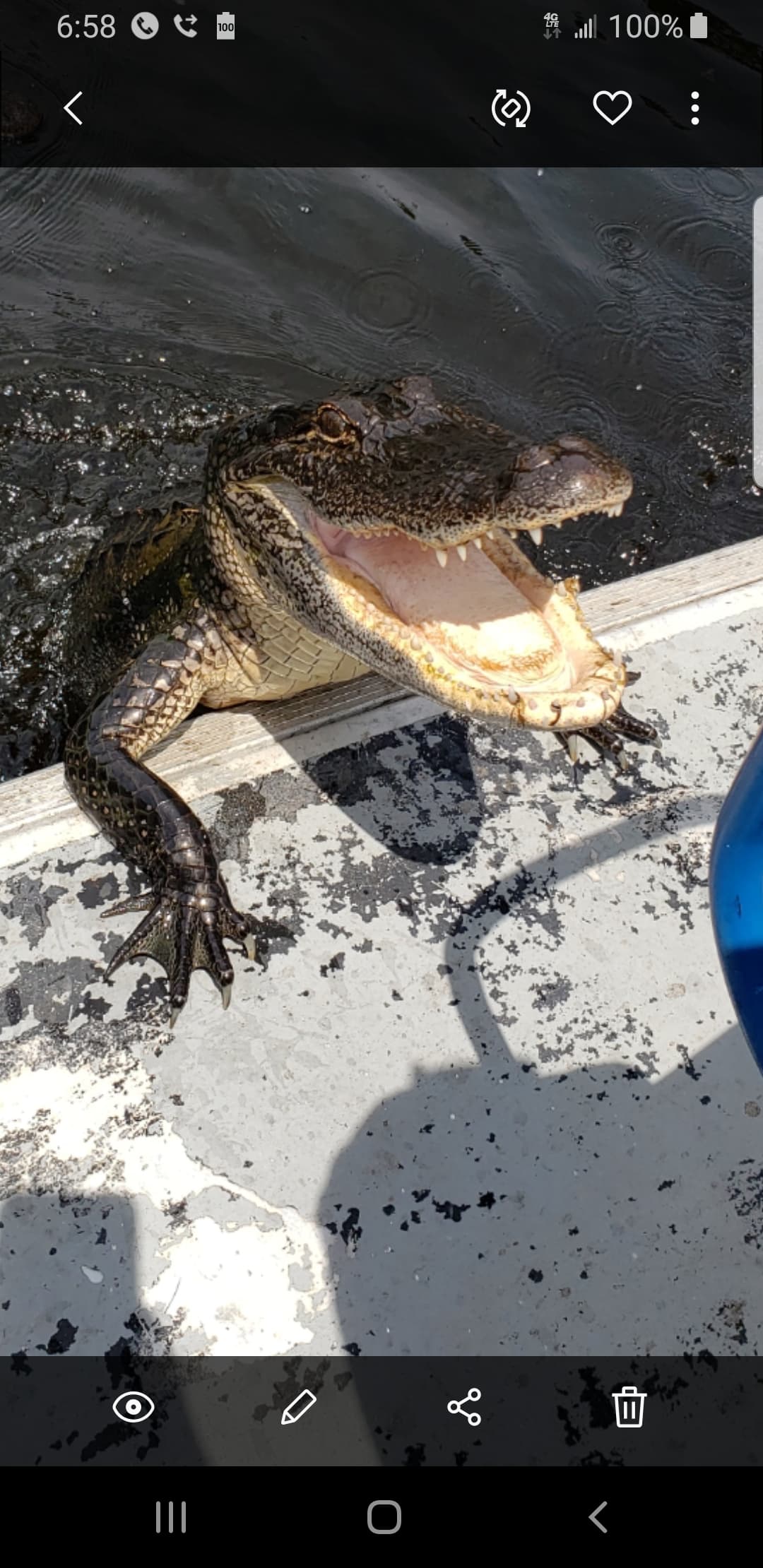 Bayou Swamp Airboat Tour