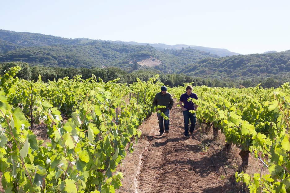 Bedrock Wine Co.