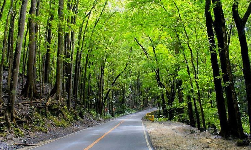 Bilar Man-Made Forest Stop