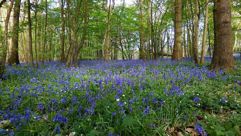 Blean Woods National Nature Reserve
