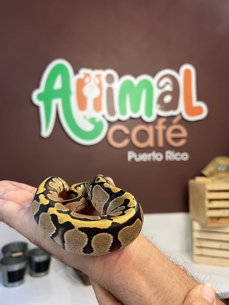 Old San Juan Celebration: History, Flavors & Nightlife