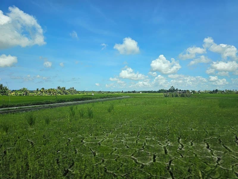 Canggu Rice Fields Walk