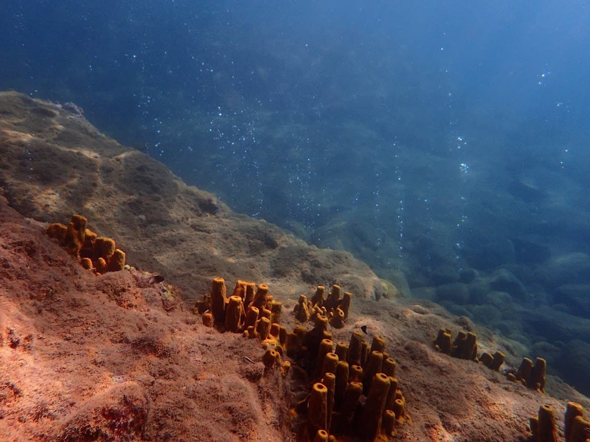 Champagne Reef Snorkeling Tour