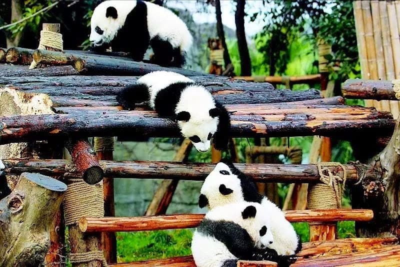 Chengdu Research Base of Giant Panda Breeding (成都大熊猫繁育研究基地)