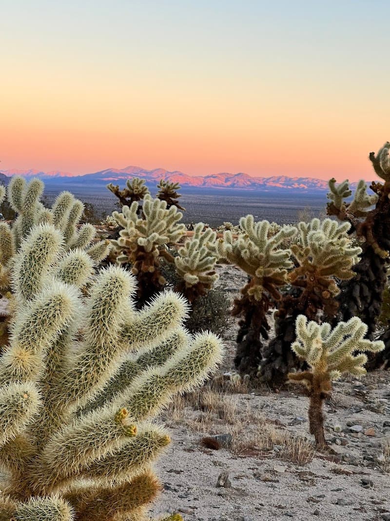 Cholla Cactus Garden