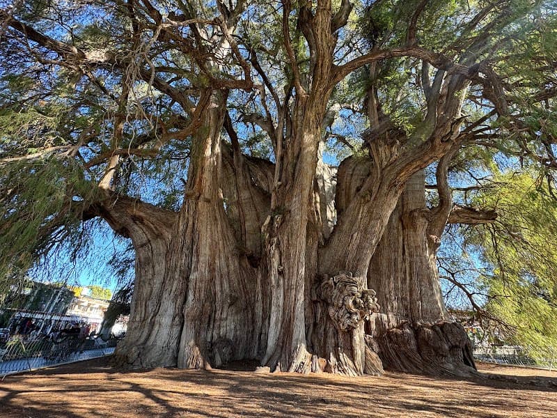 Day Trip: Tule Tree, Teotitlán del Valle & Rural Scenery