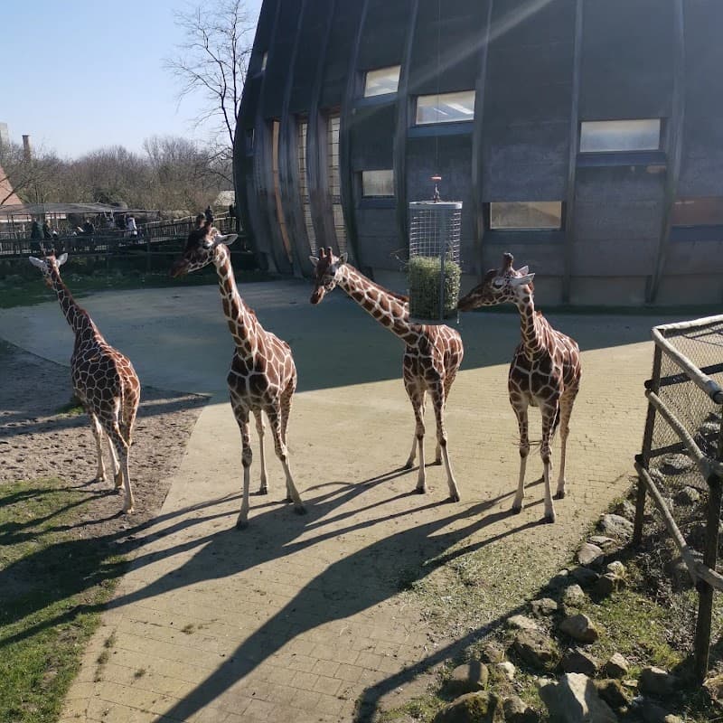 Diergaarde Blijdorp (Rotterdam Zoo)