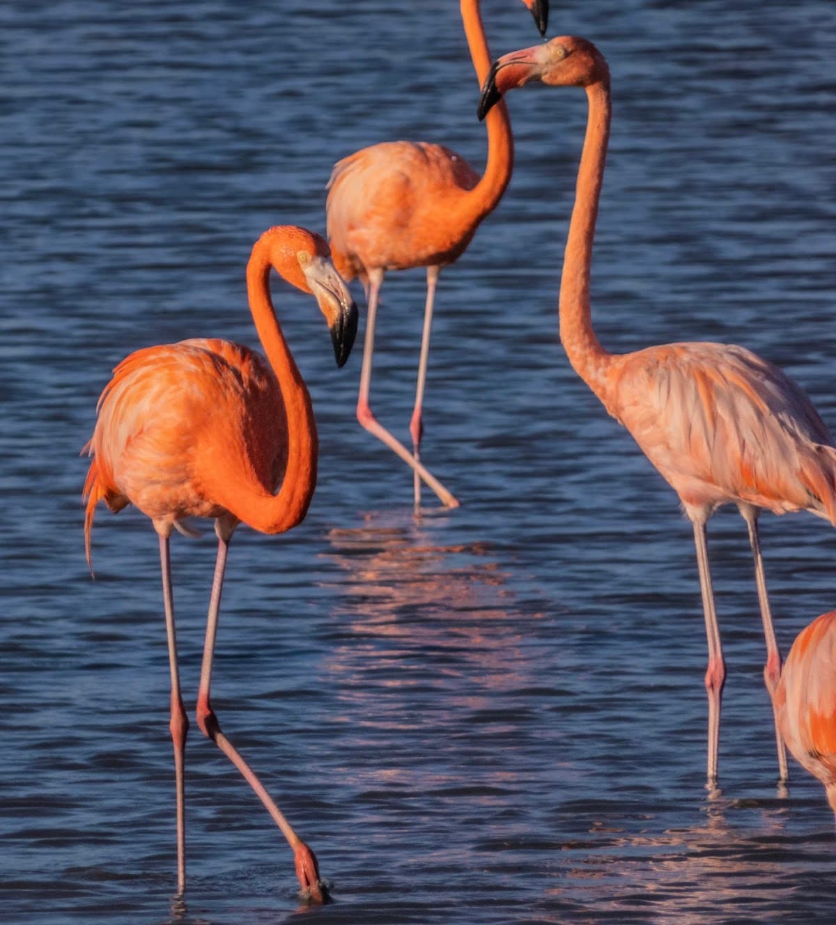 Flamingo Sanctuary