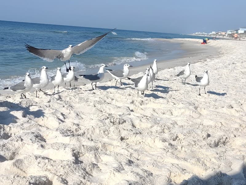 Free-Explore Time: Downtown Gulf Shores & Beach Boulevard