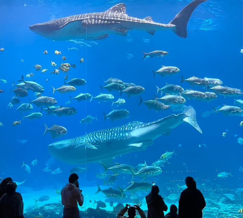 Georgia Aquarium Exterior & Plaza