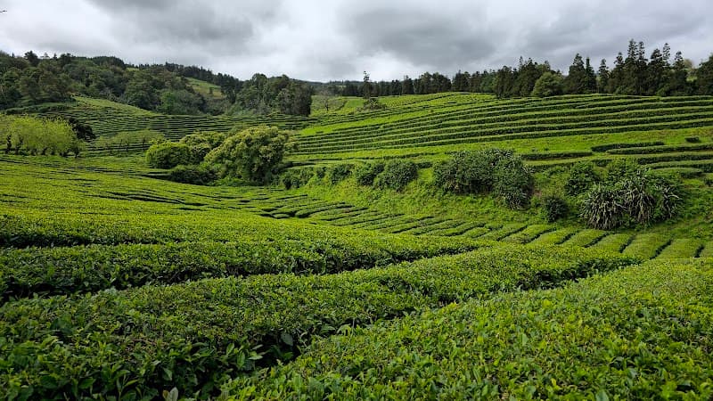 Gorreana Tea Plantation Walk