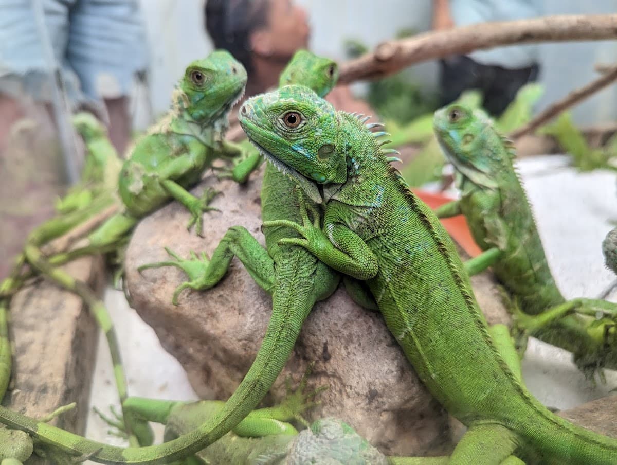 Green Iguana Conservation Project Café