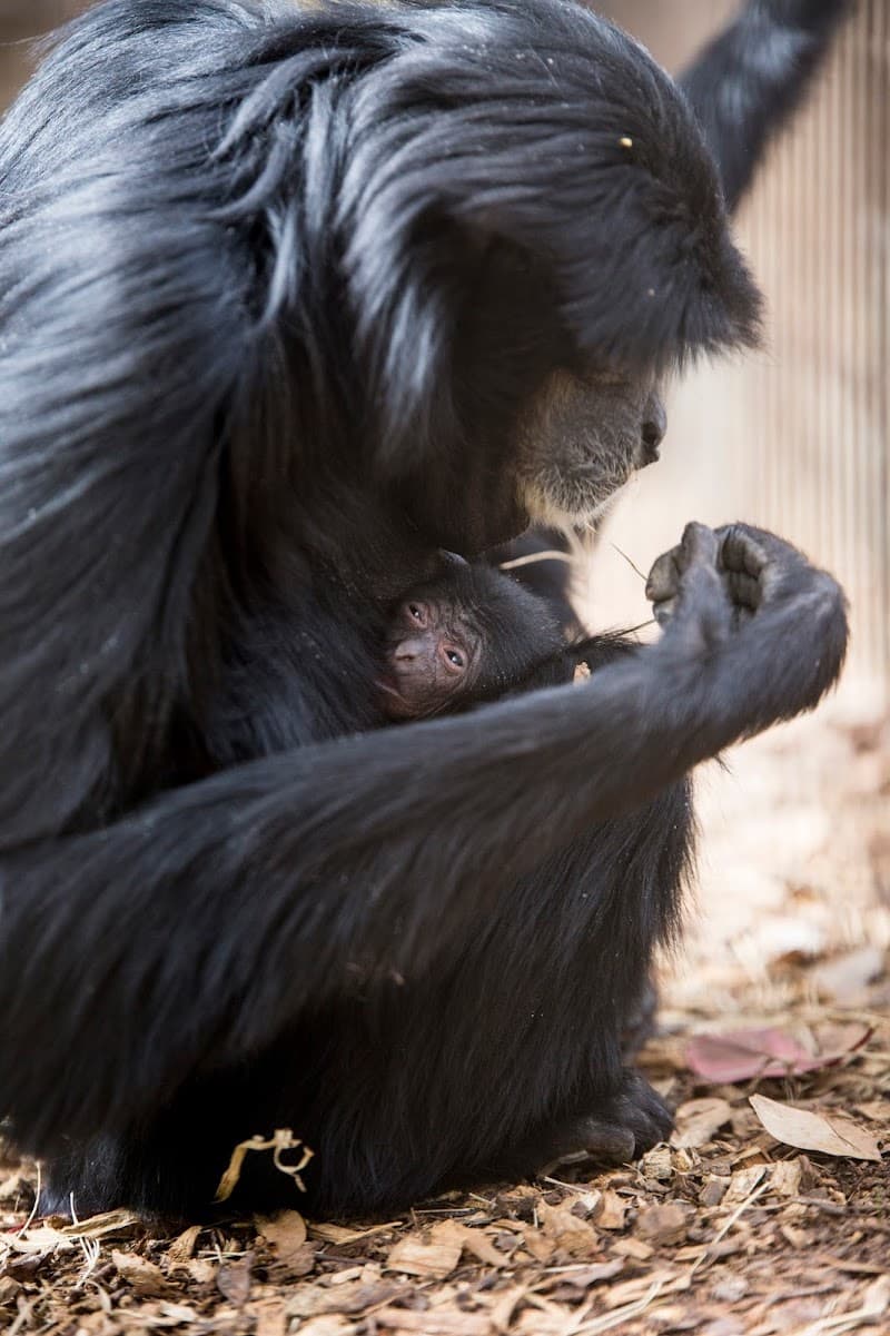 Greenville Zoo and Cleveland Park Walk