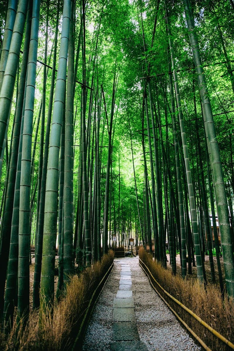 Hokoku-ji Temple (Bamboo Temple)