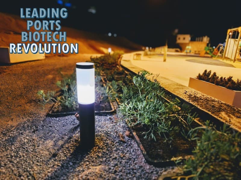 Ibiza Town Port Stroll & Sunset