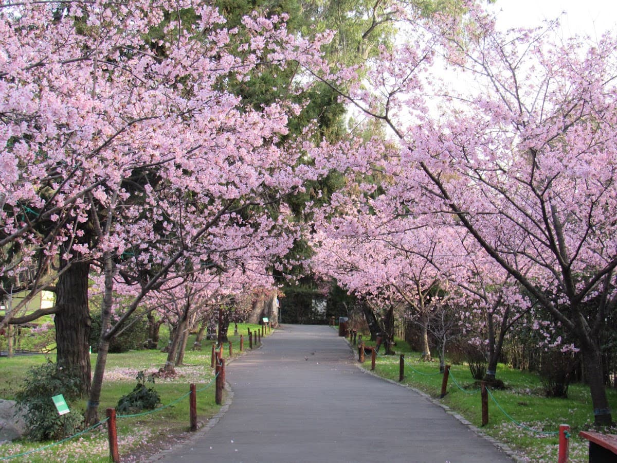 Japanese Garden