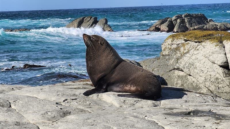 Kaikōura Seal Colony (Point Kean)