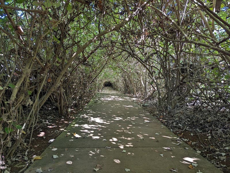 Kauai Tree Tunnel