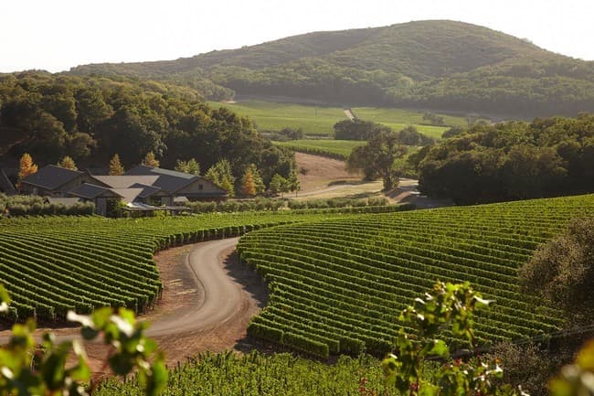 Jungle Wild Napa: Luxe Vineyard Escape