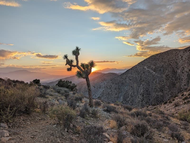 Bohemian Joshua Tree Shoestring Odyssey