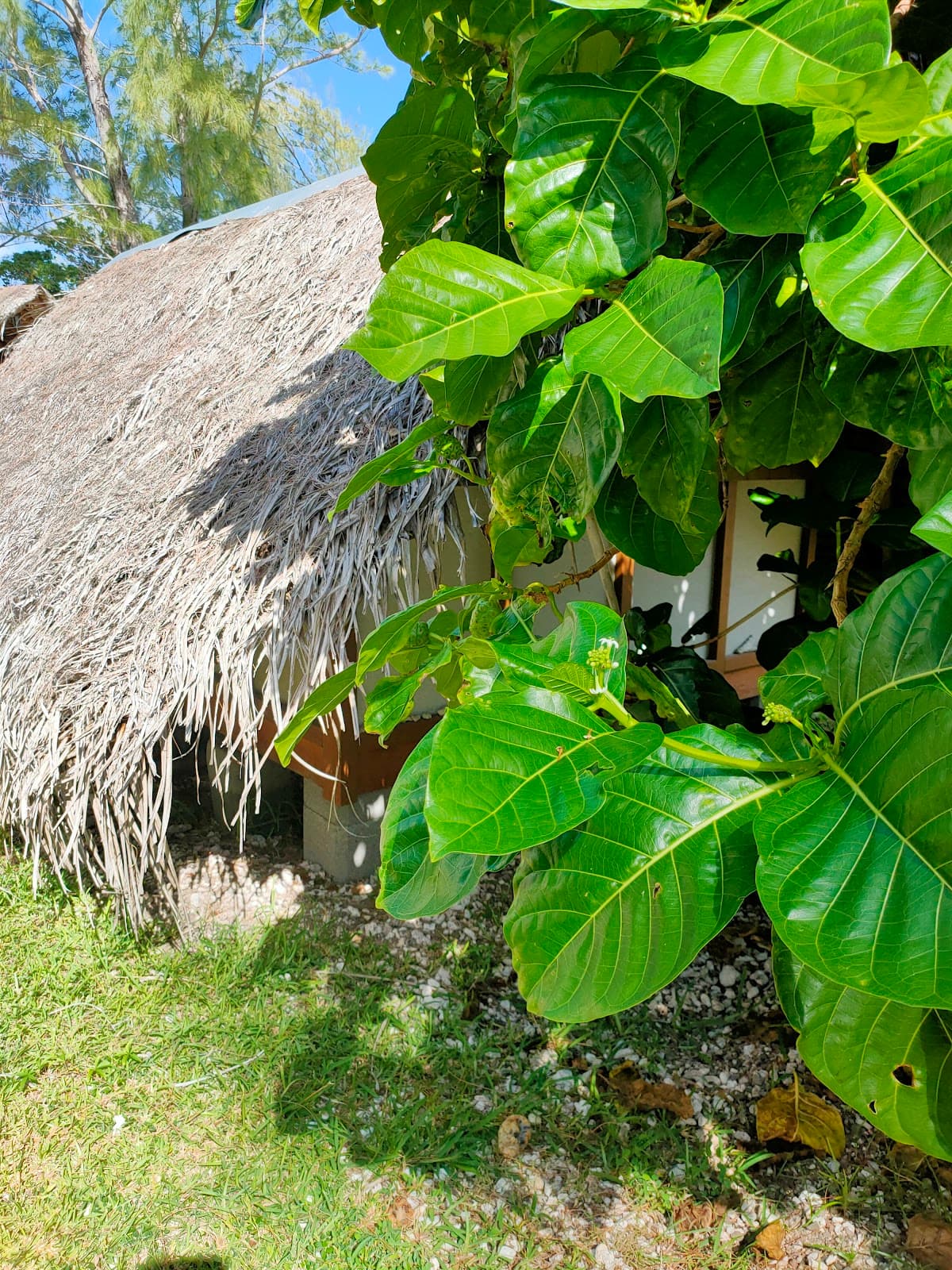 Lagoon Tour in Moorea Small Group