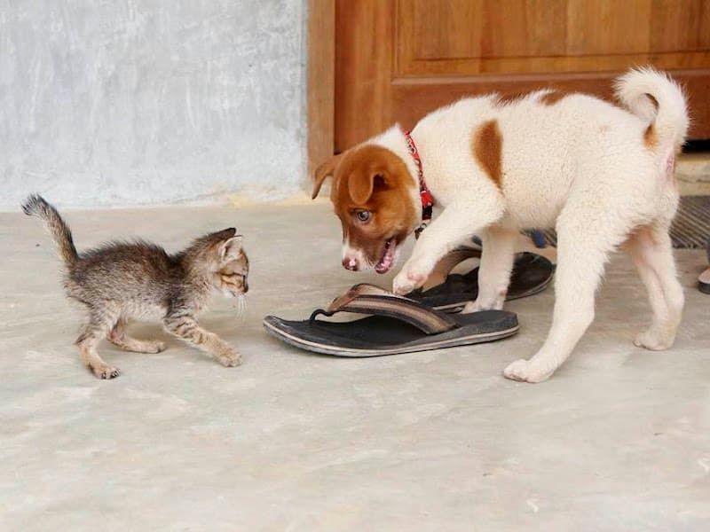 Lanta Animal Welfare