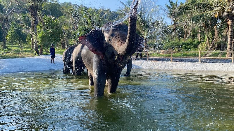 Living Green Elephant Sanctuary Day Trip