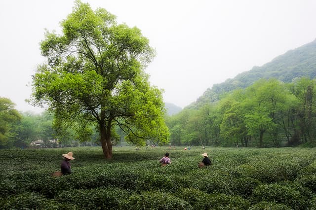 Longjing Village Free Explore