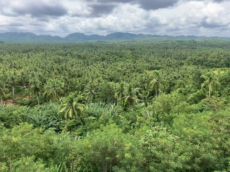 Maasin Coconut Road & Swing