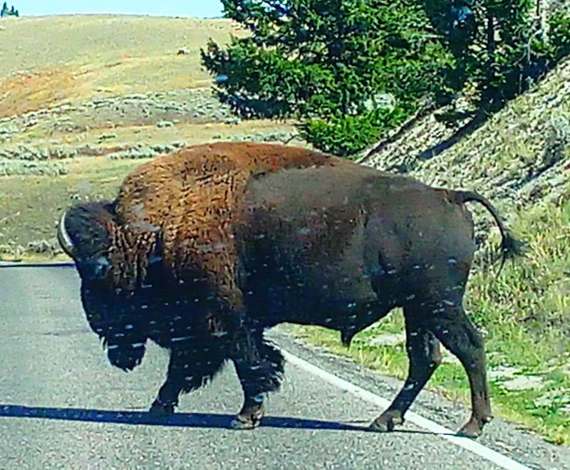 Romantic Wild Weekend in Yellowstone from Montana